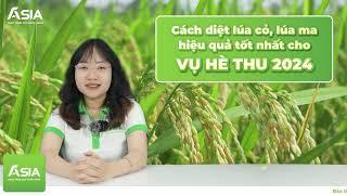 Diệt lúa cỏ, lúa ma hiệu quả tốt cho vụ Hè Thu 2024|Nông Nghiệp ASIA Online