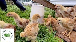 Moving Meat Birds From Brooder To Pasture