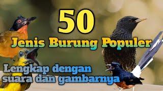 Kompilasi 50 Jenis Burung Kicau Populer di Indonesia Lengkap Dengan Suara dan Gambarnya Part 1