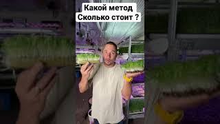 Методы выращивания  за 1 минуту бизнес идеи Микрозелень заработок без вложений