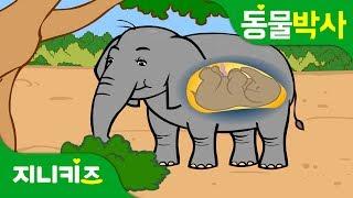 Elephant's Big Belly | Life of Elephant | Animal World | GenikidsKids Science