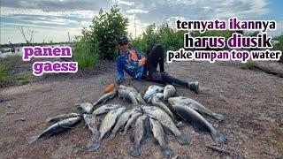 lure skitter pop dari rapala cocok untuk casting barramundi || panen kakap putih.