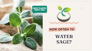  How Often to Water Sage?