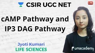 cAMP Pathway and IP3 DAG Pathway | Life Science | Unacademy Live CSIR UGC NET | Jyoti Kumari
