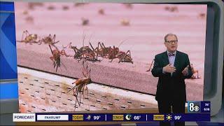 Mormon cricket 'sludge' blankets northern Nevada roads causing crashes