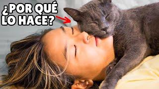 ¿Por qué mi gato DUERME ENCIMA DE MÍ?