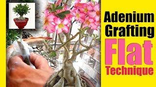 Adenium Grafting