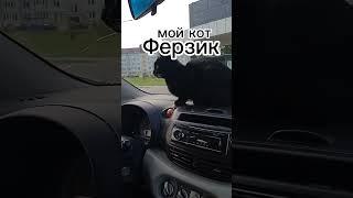  это мой кот 