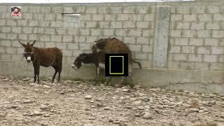 Donkey Mating Donkey - Donkeys Breeding - Animals Mating Compilation