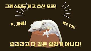 릴리화이트의 다양성! 견문을 넓히자!