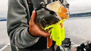 Snap Jigging for Lake Trout with Wing Tubes!