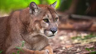 Save the Florida Panther & Wildlife: An Action Documentary by Susan Perz, Ph.D.