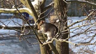 What is this SQUIRREL eating? - Nature, CANADA