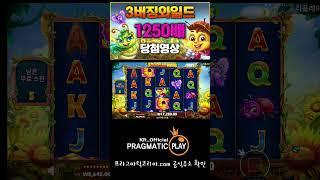 [프라그마틱 슬롯] 3 버징 와일드-3 Buzzing Wilds™ 1250배 당첨 영상 #잭팟 #잭팟영상 #slot #slotmachine #슬롯생방송 #슬롯