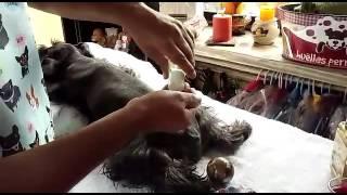 Aromaterapia canina en spa peluqueria huellas perrunas