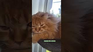 Рыжик про отпуск  #cat #catlovers
