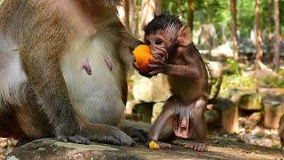 Wow.. ADORABLE DANTE Got food orange share from mom for eat. DANTE Like it so much.