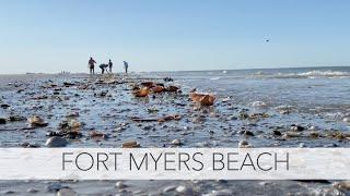 ​​Low tide Florida shelling. Let's find some shells and critters at Fort Myers Beach!