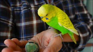 SHAKE the BELL & He Will TALK & SWEAR | PEDRO the Budgie
