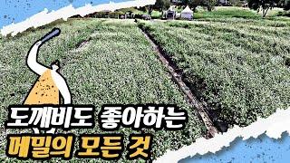 보고, 맛보고, 즐기고! 메밀 다시보기