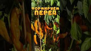 Как формировать перец правильно? Правила пасынкования. Формировка перца. Коронный цветок у перца.