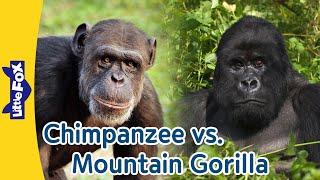 Chimpanzees vs Gorillas: Amazing Apes in Action! | Little Fox