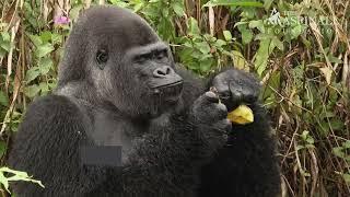 Rewilded Silverback Gorilla, Djala, Turns 40 Years Old