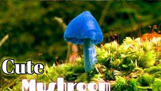 World's Beautiful Mushrooms/Extreme Beautiful Mushrooms/Beautiful Mushroom/Top 40 Beautiful Mushroom