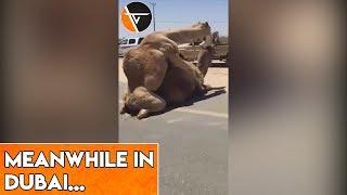 MEANWHILE IN DUBAI 2 DROMEDARIES ARE MINDING THEIR OWN BUSINESS ON THE HIGHWAY! || ViralToday