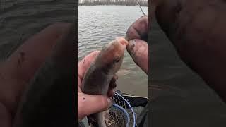 #shorts #fishing #риболовля #фідер #рыбалканафидер #рибак #риболовля #рибалка