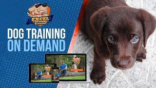 Dog and Puppy training on Demand -  Train at home at your pace