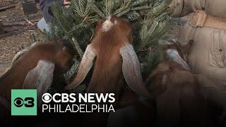 Hungry goats at The Farm at Awbury Arboretum ready to recycle your Christmas tree