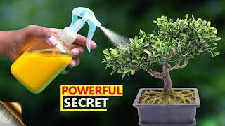 UNEXPECTEDLY THE MOST POWERFUL ORGANIC PESTICIDE FORMULA | Insecticidal Soap Salts + A Secret Recipe