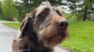 OLK9 AK | 6 Y.O. Wirehaired Pointer/Doodle Mix “Jack” enjoys life off leash with confidence!