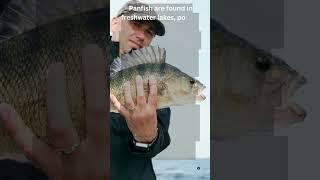 What is a Panfish