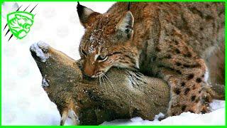 THE EURASIAN LYNX - Europe's BIGGEST Predator