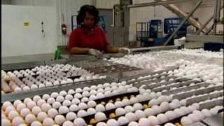 Hyde County Egg Farm Rose Acre Update