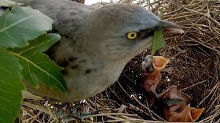 Tree Leaf Eater Bird#birds #nest #video #viral #nature #youtube#ytstudio #youtuber #love #cutebaby