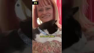 Ten Fast Facts About Tuxedo Cats! ‍⬛  #shorts