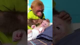 BIbi wants to play with the baby monkey #bibibaby #babyanimal #babybib #babymonkey #funny #shorts