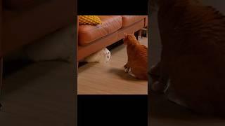 여자들의 기싸움(a battle of nerves between women)(女たちの神経戦)#귀여운고양이#cutecat