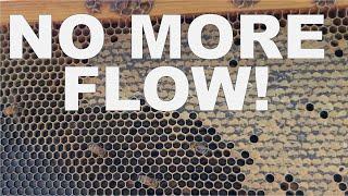 BEEKEEPING: When is the Honey Flow Over?