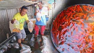 Cheapest live-bearer fish seller on outdoor FISH FARM