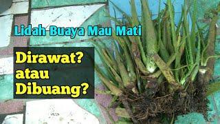 Merawat Lidah Buaya yang hampir Mati | Tips Memotong akar lidah buaya #lidahbuaya #yuktani #aloevera