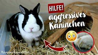 HILFE mein Kaninchen ist AGGRESSIV! - So WICHTIG ist ARTGERECHTE HALTUNG! Neues Nini | Kaninchenstar