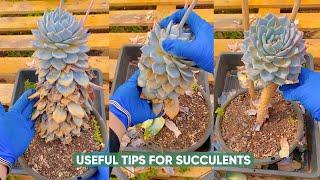 Discover the 5-Minute Trick to Keep Your Succulents Alive