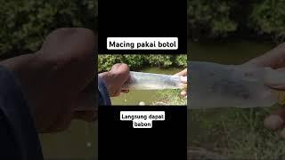 mancing pakai botol langsung dapat babon super #mancingbotol #mulletfishing