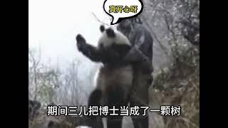 王博士在野外考察时，遇到野生熊猫，没有任何防备的一起玩耍 #王博士 #国宝大熊猫 #野生大熊猫