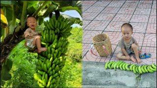 boy harvests wild bananas to sell / ly tam ca