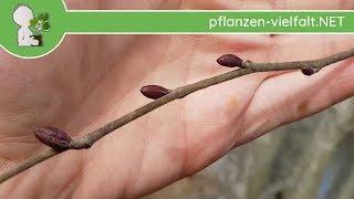 Grau-Erle - Blüten & Knospen - 11.03.18 (Alnus incana) - Baum-/Strauch-Bestimmung